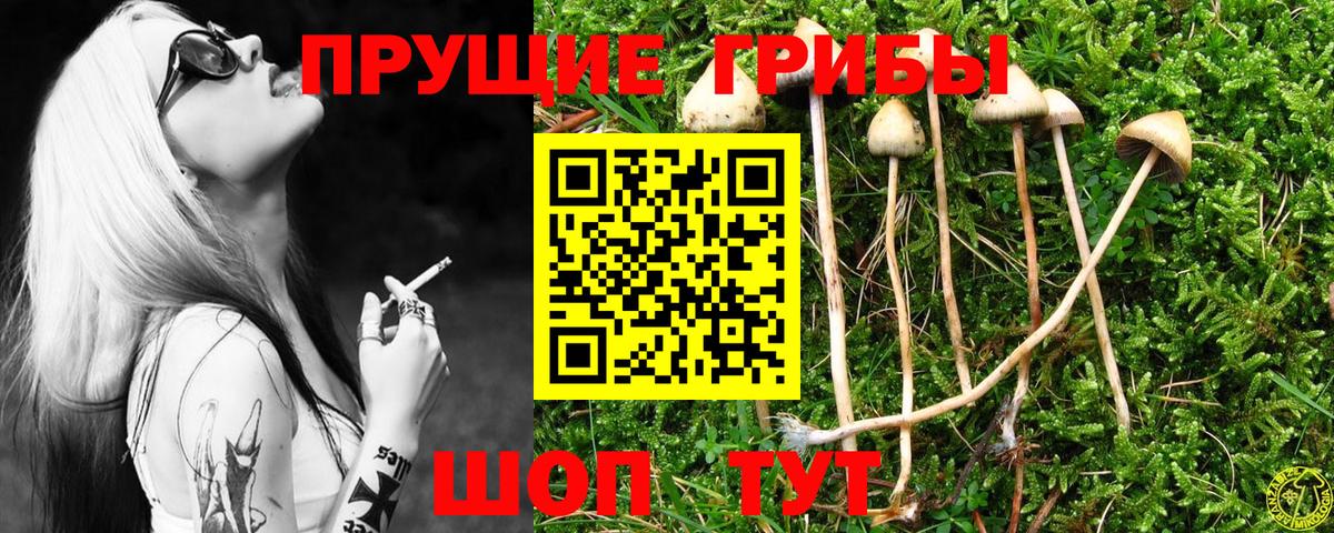 Псилоцибиновые грибы MAGIC MUSHROOMS  Псилоцибиновые грибы MAGIC MUSHROOMS  Вход с VPN  Георгиевск 