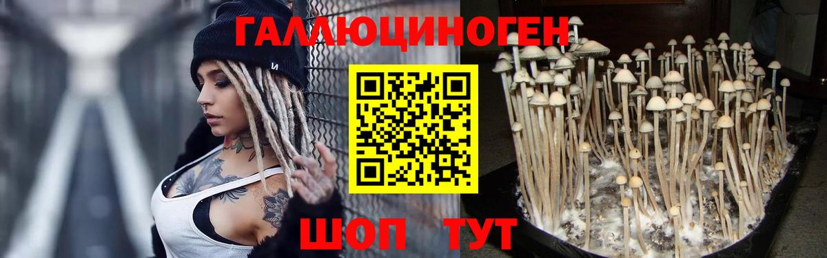Псилоцибиновые грибы мицелий Георгиевск